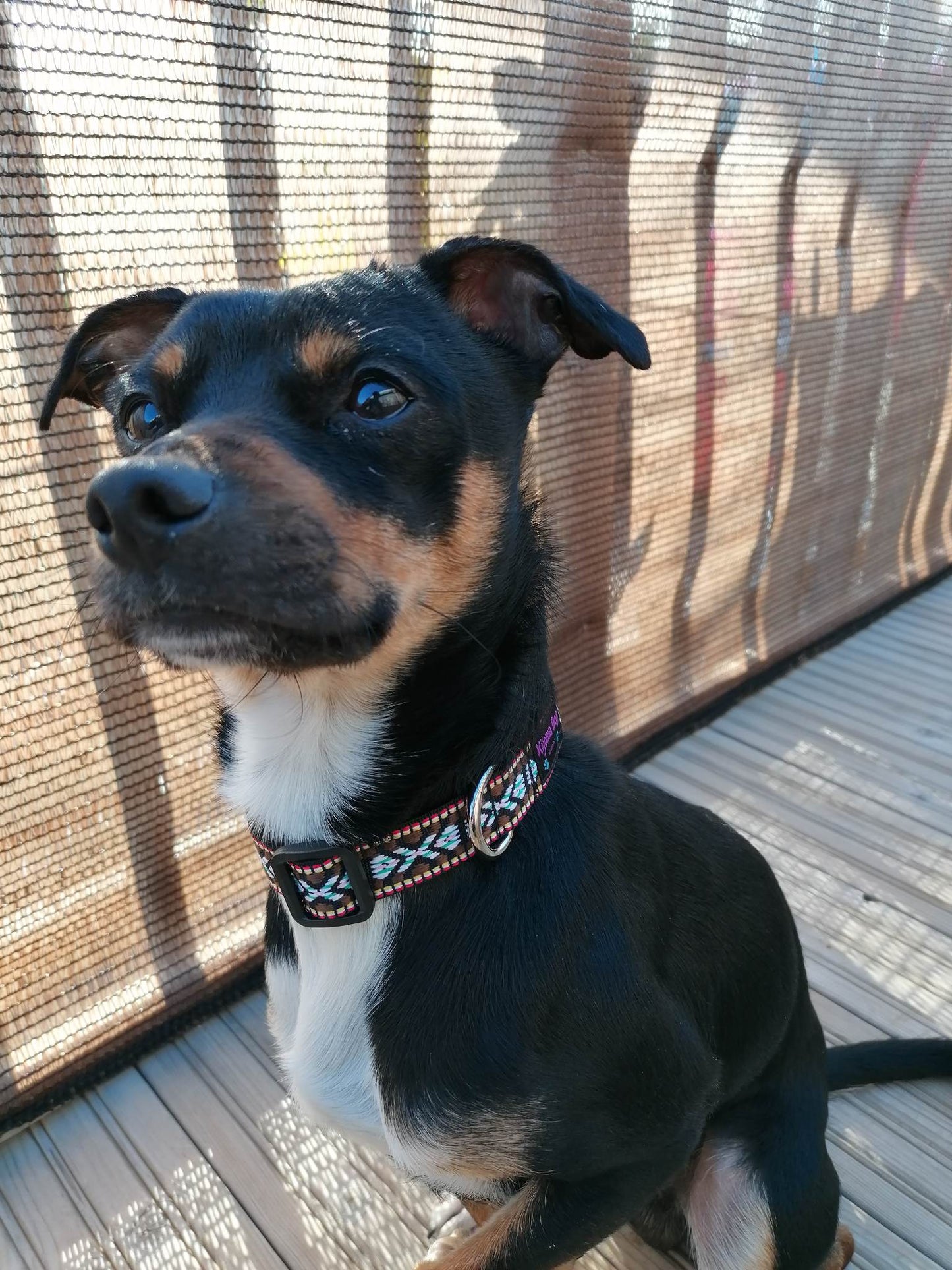 Hundehalsband 2cm "Perla"